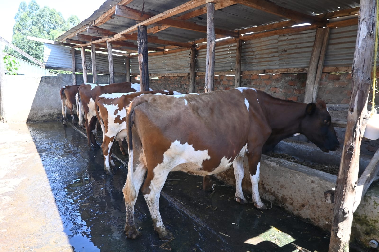Agriculture And Environmental Studies practical session with cows